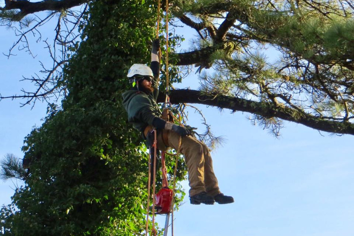 Tree Care