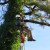 Tree Care